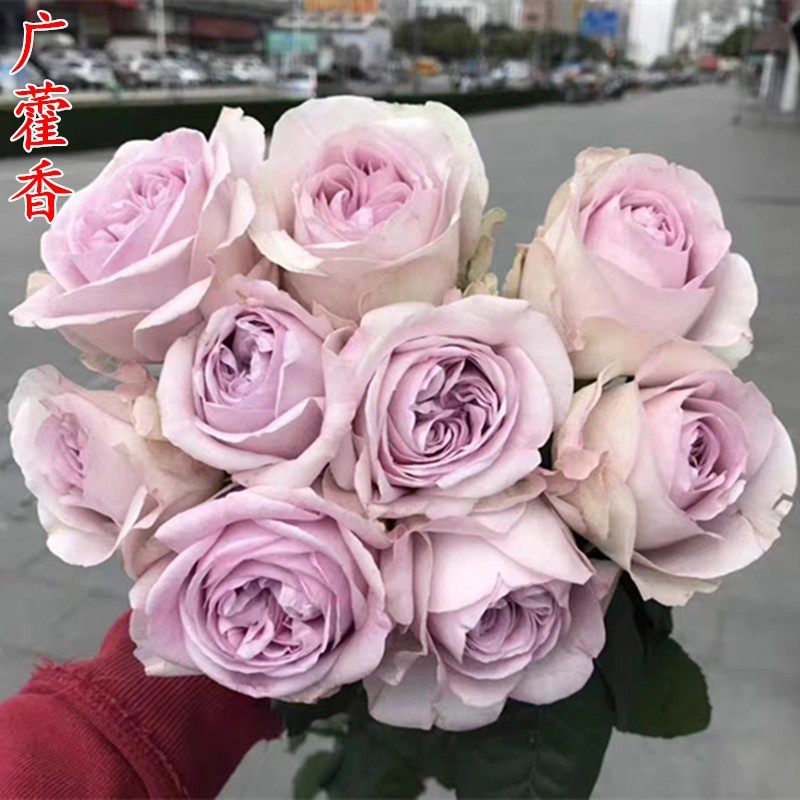 超新品广藿香月季苗淡紫大花浓香庭院阳台盆栽花卉多季开花,鲜花速递/花卉仿真/绿植园艺,月季/蔷薇/玫瑰,淘宝优惠券,粉丝福利购,淘宝优惠卷