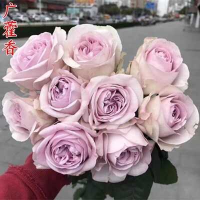 超新品广藿香月季苗淡紫大花浓香庭院阳台盆栽花卉多季开花