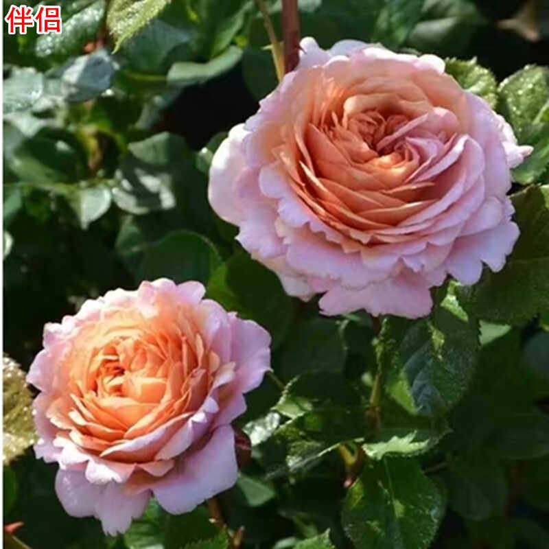 浓香阳台盆栽庭院抗病月季灌木