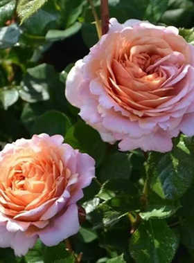 超新品伴侣 partner 月季灌木大花浓香抗病庭院阳台盆栽四季开花