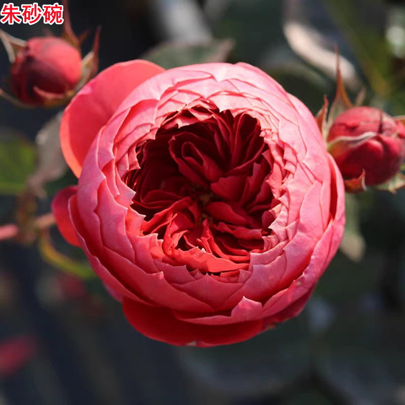 新品朱砂碗月季灌木耐热大花浓香抗病庭院阳台盆栽多季开花,鲜花速递/花卉仿真/绿植园艺,月季/蔷薇/玫瑰,淘宝优惠券,粉丝福利购,淘宝优惠卷