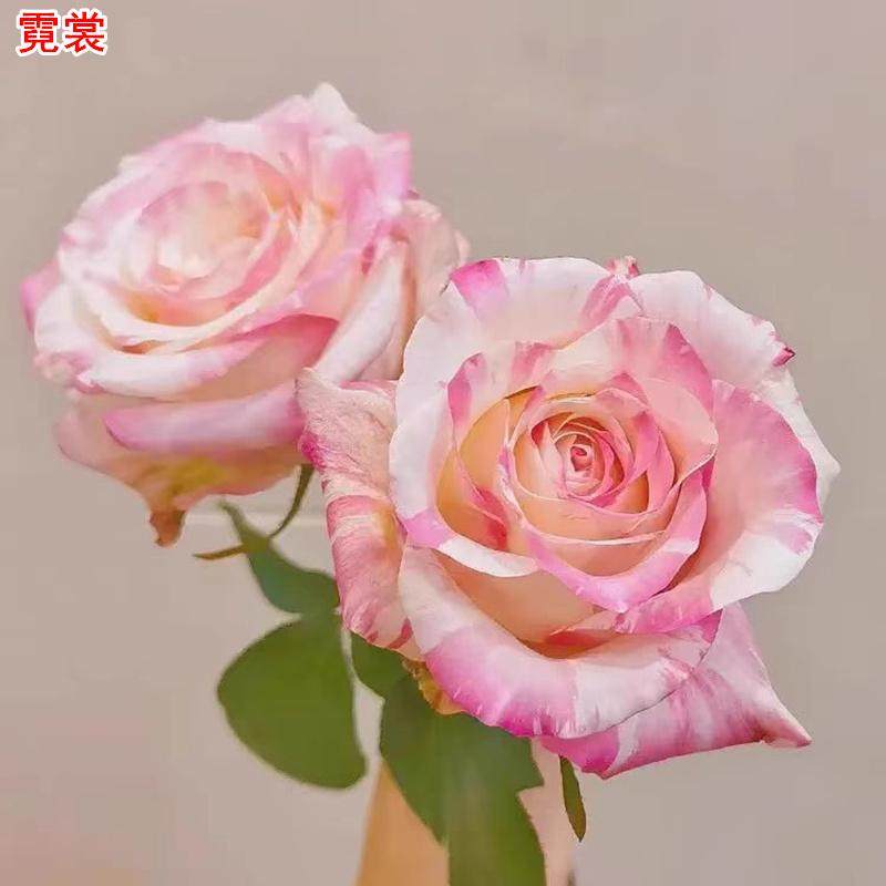 霓裳月季灌木大花直立多季开花图片