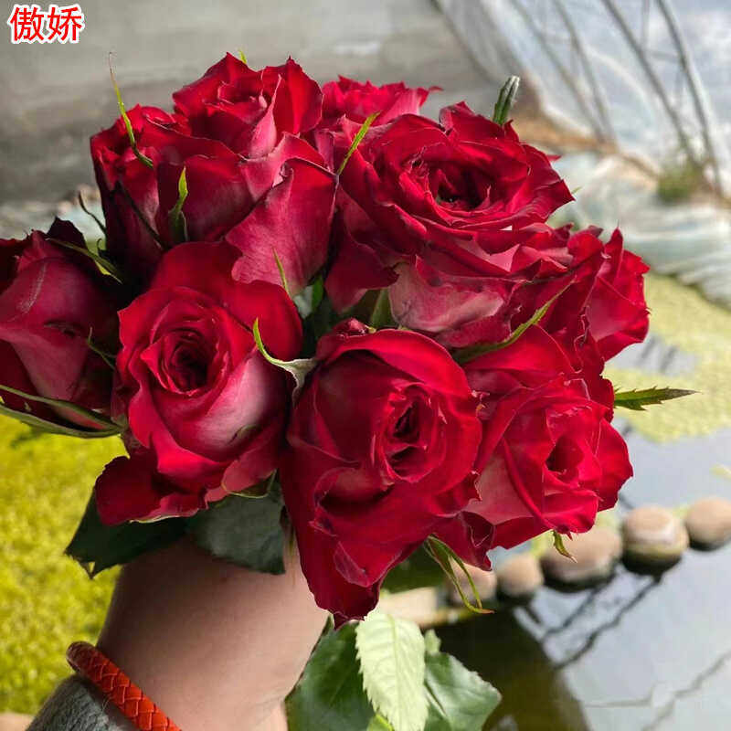新品傲娇月季进口切花玫瑰直立大花庭院阳台盆栽多季开花,鲜花速递/花卉仿真/绿植园艺,月季/蔷薇/玫瑰,淘宝优惠券,粉丝福利购,淘宝优惠卷