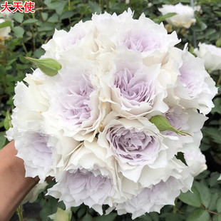 河本天堂系列加百列大天使月季灌木大花浓香庭院阳台盆栽多季开花