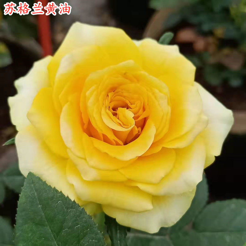 进口苏格兰阳台切花月季新品种