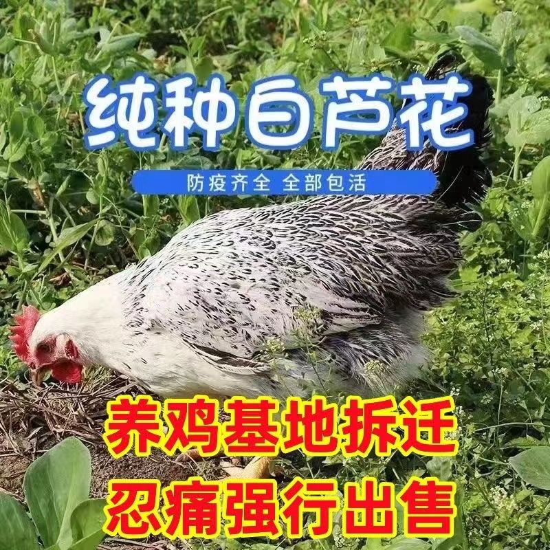 【现货】纯种散养芦花鸡