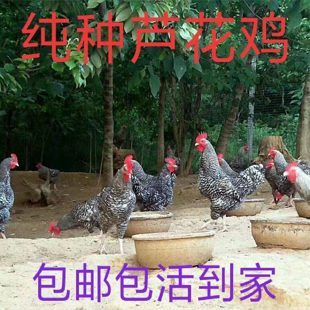 一斤青年芦花鸡活鸡包活到家活物