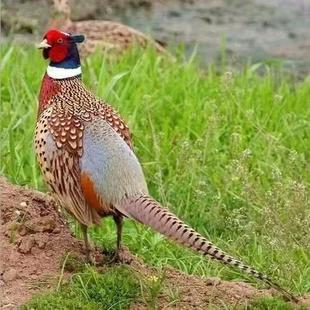 3斤左右七彩山鸡活苗半大脱温野鸡苗活体公母一对山鸡小鸡活苗