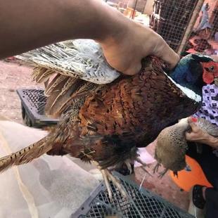 纯种成年七彩山鸡活苗脱温野鸡苗活体公母一对山鸡苗小鸡活苗幼苗