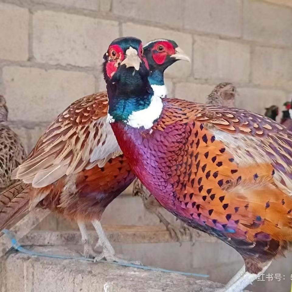 七彩山鸡苗种苗养殖正宗苗纯种