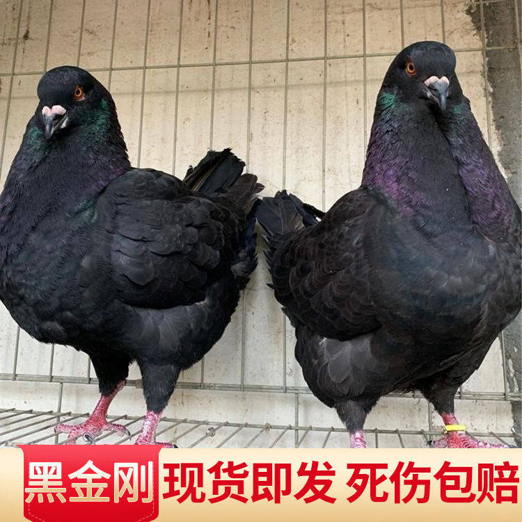 元宝鸽种鸽纯活体肉鸽观赏鸽现货