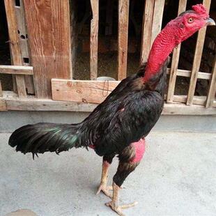 斗鸡蛋种蛋越南红斗鸡用品成年咬鸡活体斗中原斗鸡蛋受精种蛋