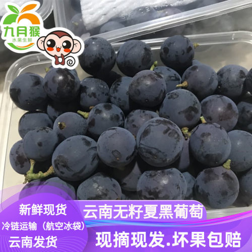 云南无籽夏黑葡萄新鲜当季九月猴