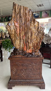 缅甸树化玉原石镇宅招财12770号木化石树化石天然硅化木奇石摆件