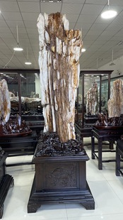 缅甸树化玉原石镇宅招财13011号木化石树化石天然硅化木奇石摆件