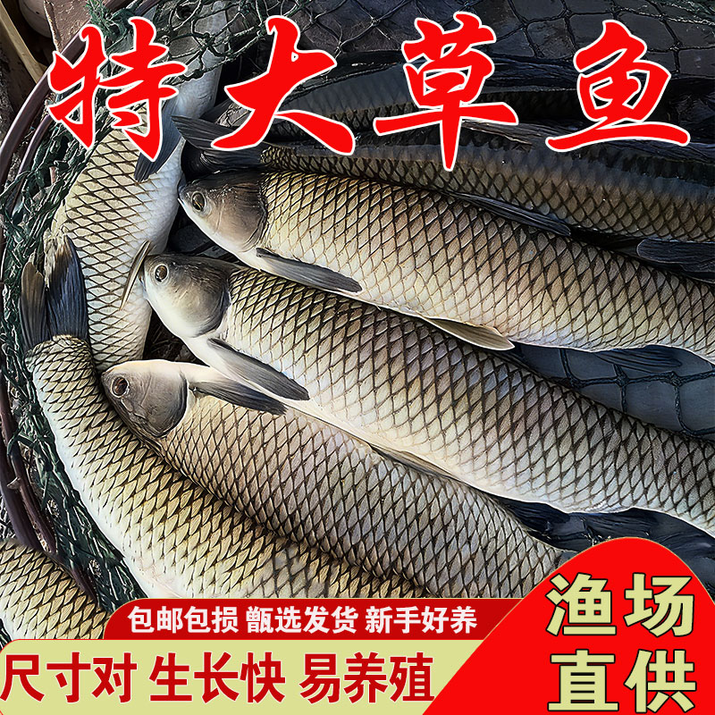 悦芝蓝草鱼鱼苗淡水耐活小草鱼苗