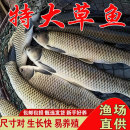 草鱼鱼苗淡水养殖食用半斤特大草鱼苗批发食蚊鱼小草鱼耐活草鱼苗