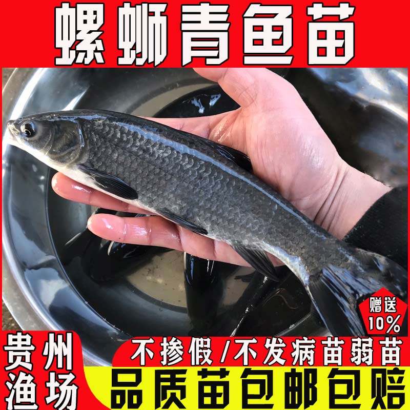 螺蛳青鱼苗淡水养殖食用正宗黑鲩乌鳍冷水青混灰草乌混螺蛳鲩鱼苗