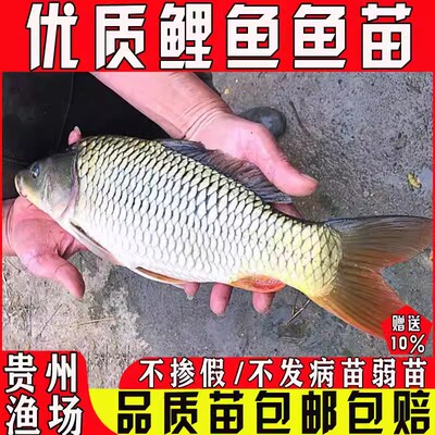 悦芝蓝鲤鱼苗稻田鲤红尾杂交建鲤