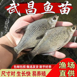 武昌鱼苗淡水养殖三角团头鲂食用鳊鱼鱼苗耐活草鳊边鱼草鳊扁鱼苗