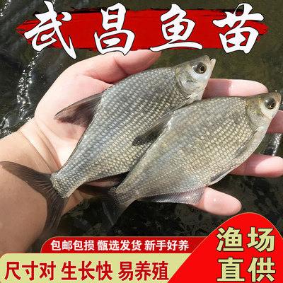 悦芝蓝武昌鱼苗耐活团头鲂扁鱼苗