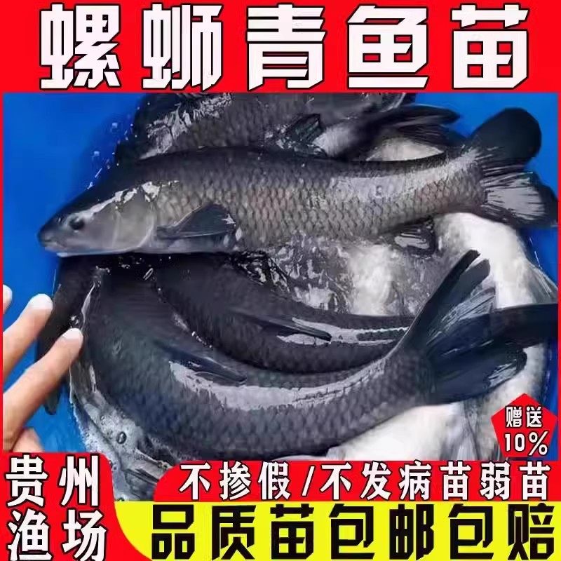 螺蛳青鱼苗淡水鱼苗养殖食用青鱼黑鲩鱼苗乌鳍青混灰草特大青鱼苗