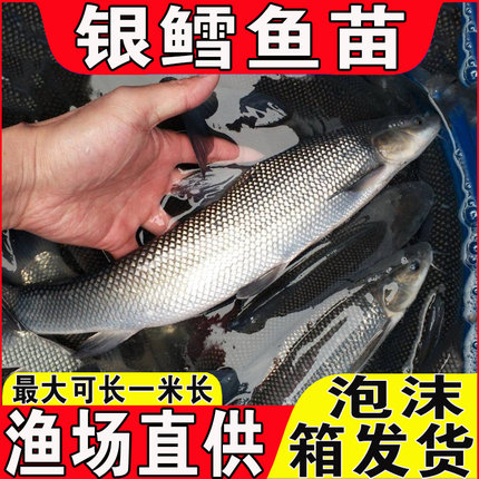 银鳕鱼苗淡水养殖食用团头鲂大鳞鲃鱼苗易养活大头亮鲃观赏银鳕鱼
