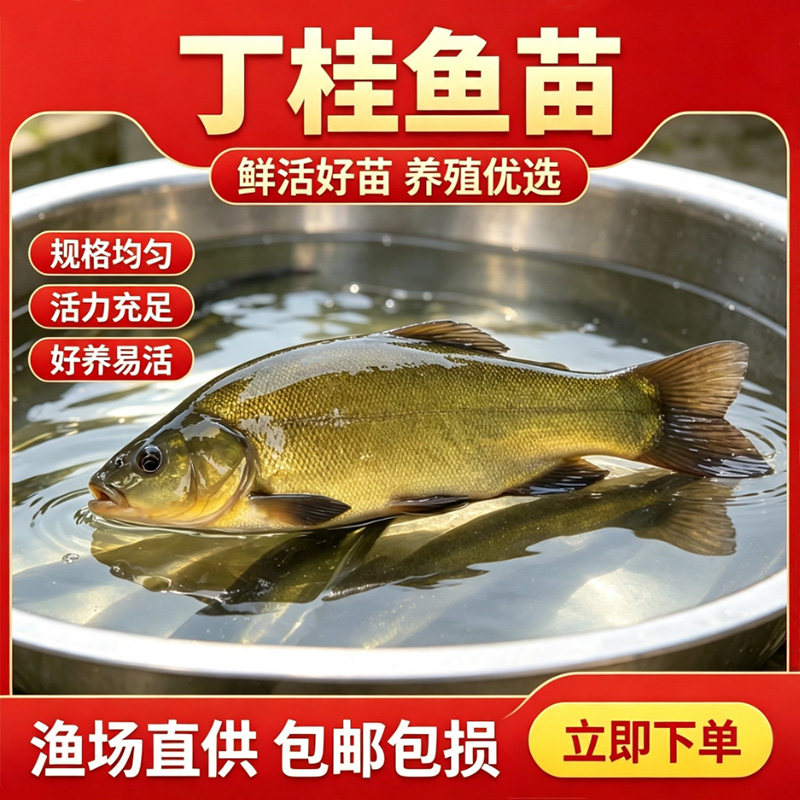 丁桂鱼苗淡水养殖观赏耐活冷水黄金丁桂鱼欧洲丁穗鱼须鱼岁小鱼苗