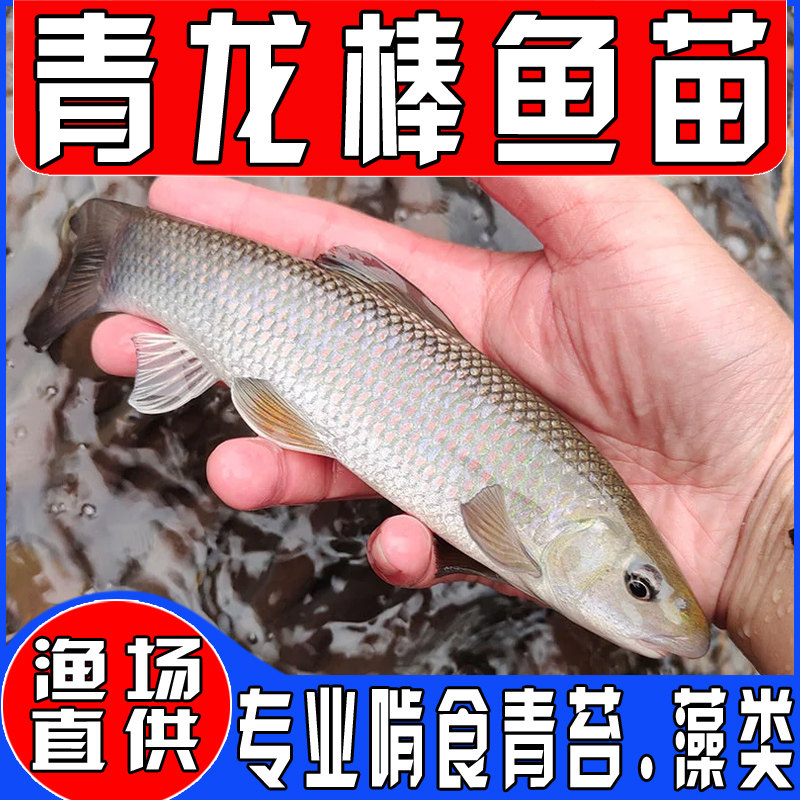青龙棒鱼苗淡水养殖华鲮鱼油棒子食用可观赏沉香鱼原生溪流棒子鱼