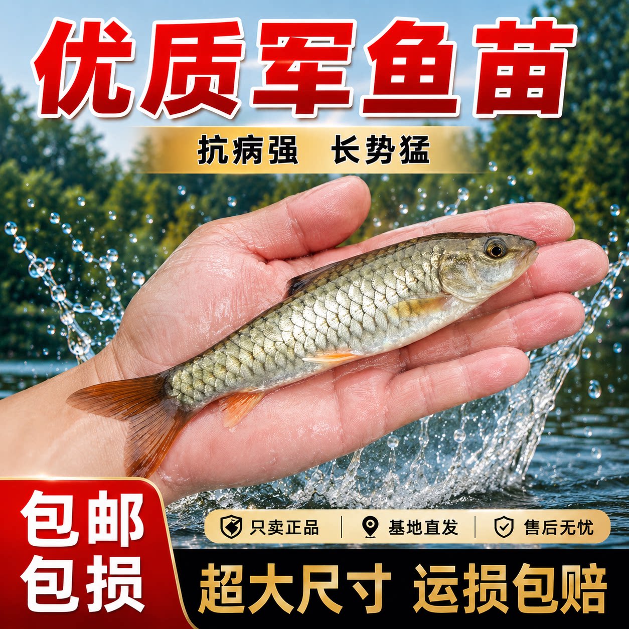 悦芝蓝军鱼苗食用倒刺粑黄娟鱼苗