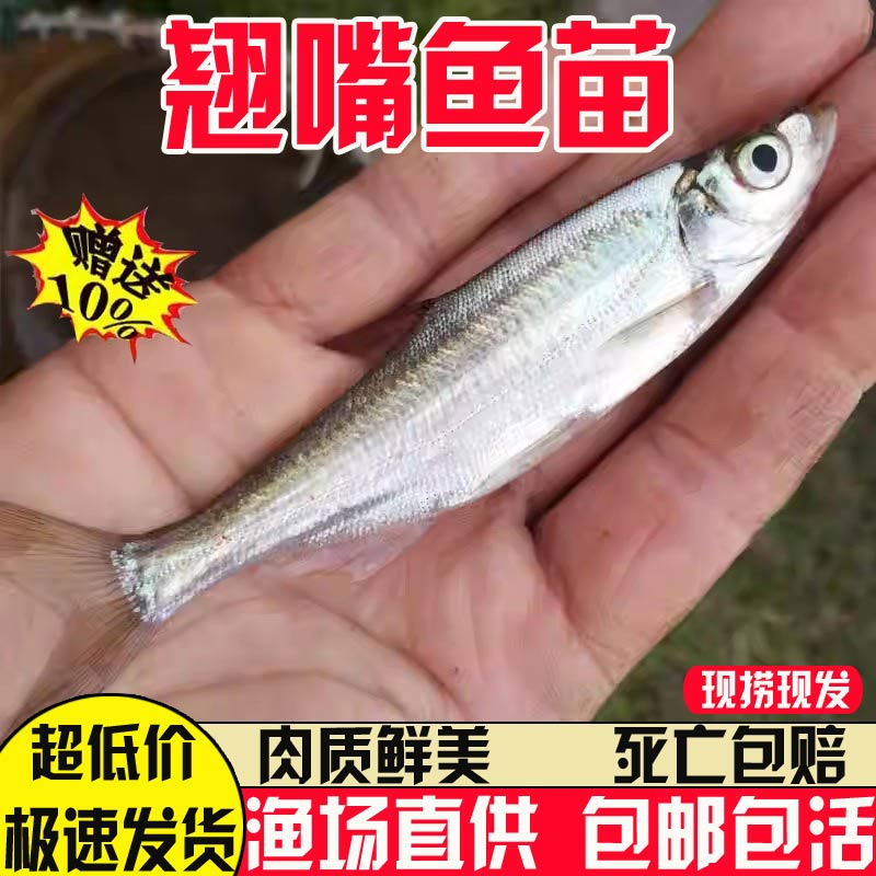 悦芝蓝翘嘴鱼苗淡水活观赏翘嘴苗