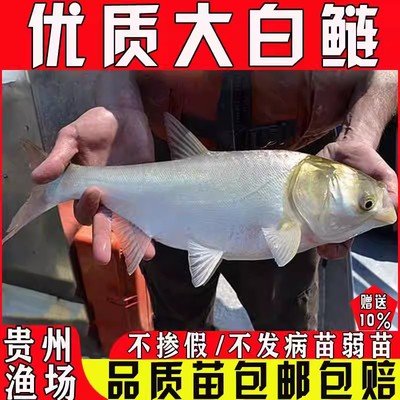 悦芝蓝白鲢鱼苗四大家鱼鲢鳙鲢鱼