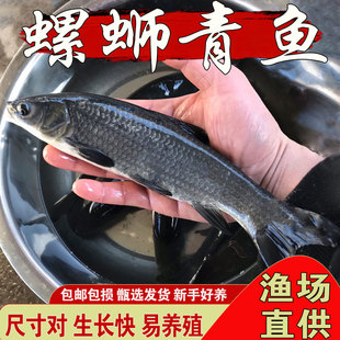 螺蛳青鱼苗淡水养殖黑皖鱼特大乌青鱼四大家鱼青鲩好养耐活青鱼苗