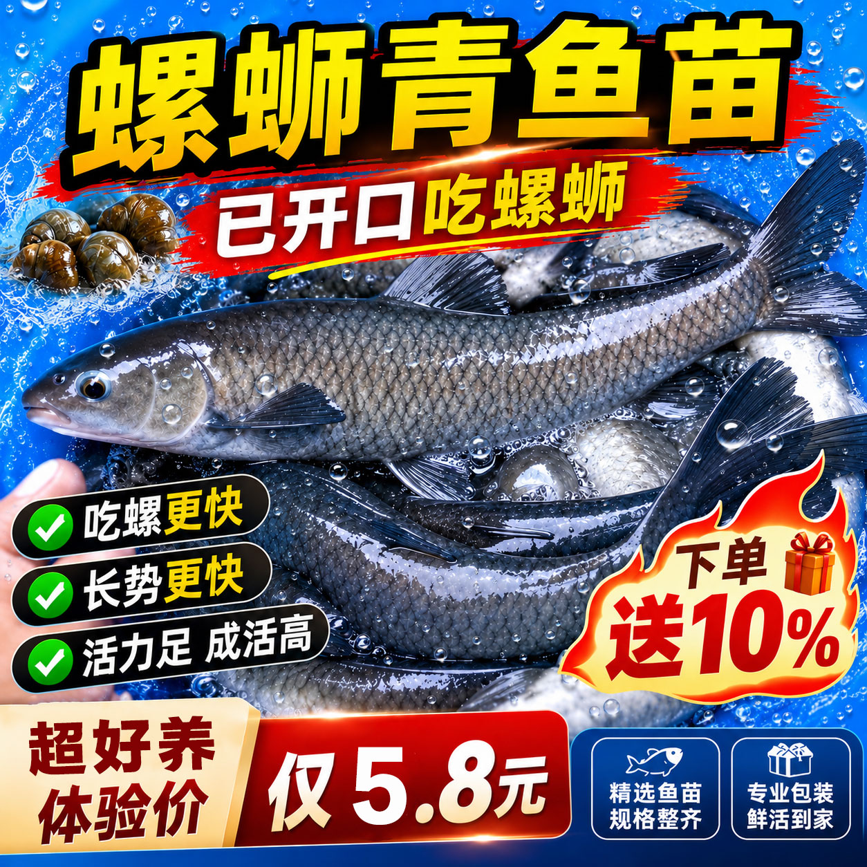 悦芝蓝螺蛳青鱼苗四大家鱼黑皖鱼