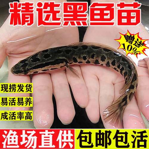悦芝蓝黑鱼苗淡水克观赏乌鳢财鱼