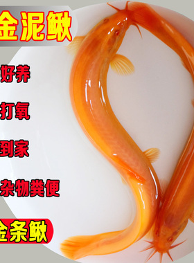 黄金泥鳅冷水清洁鱼观赏工具鱼耐活清道夫小金龙黄金鳅黄金泥鳅苗