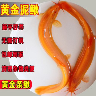 黄金泥鳅冷水清洁鱼观赏工具鱼耐活清道夫小金龙黄金鳅黄金泥鳅苗