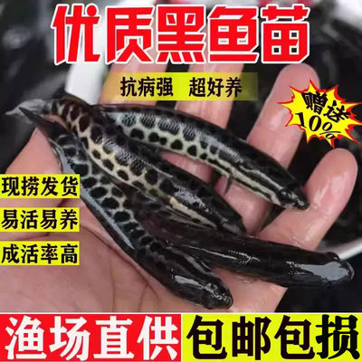 悦芝蓝黑鱼苗乌鱼淡水养殖财鱼苗