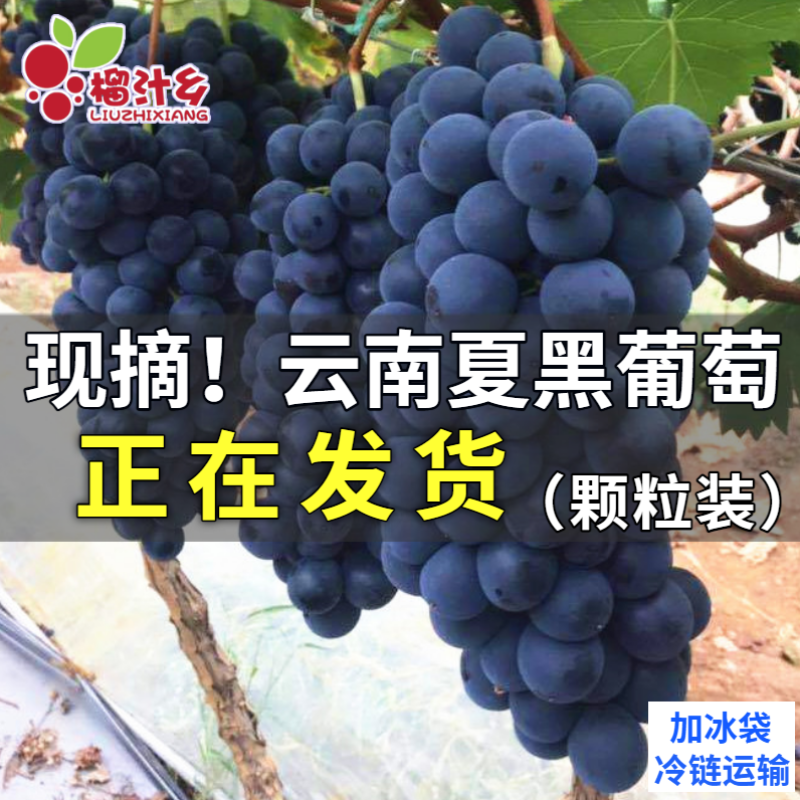 榴汁乡现货现摘云南夏黑葡萄新鲜无籽黑提孕妇水果黑加仑