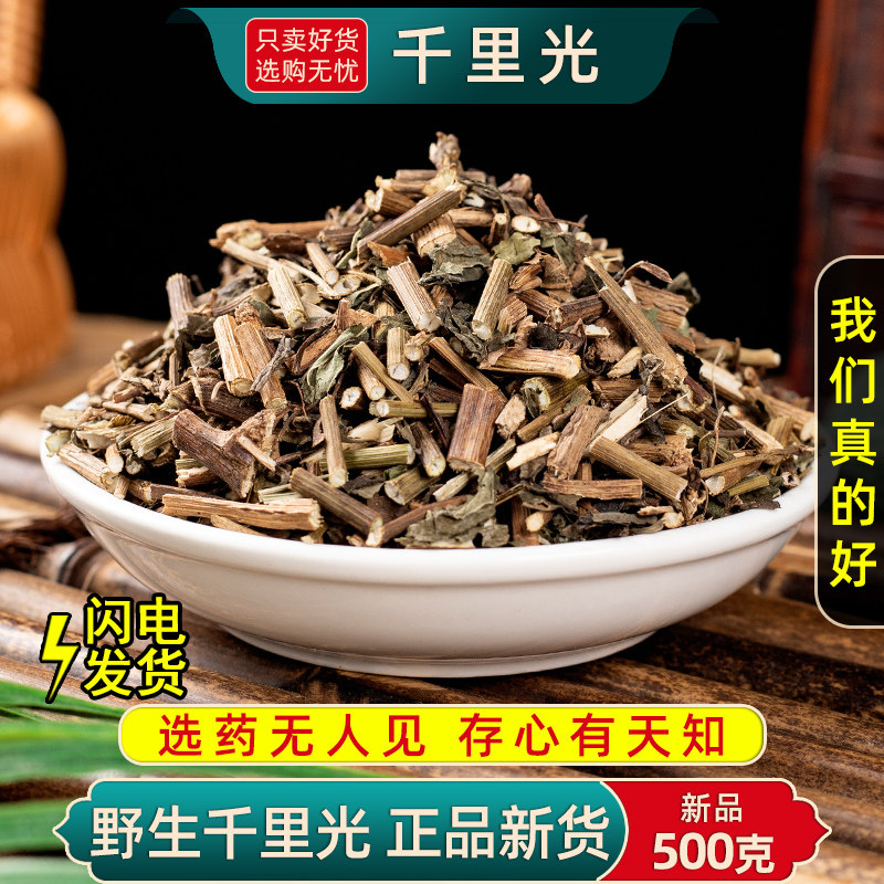 野生千里光中草药500克/250g千里光中药材泡水小孩洗澡九里一扫光