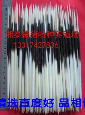 养殖豪猪刺箭猪刺刺猪刺精选品相好牙签鱼漂发簪茶针
