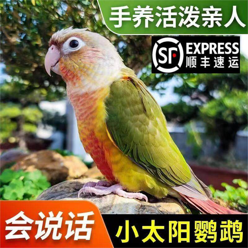 （合法标识）小太阳鹦鹉活体会说话黄边凤梨绿颊活体小鸟亲人鹦鹉