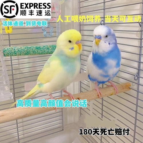 大头虎皮手养会说话当天上手