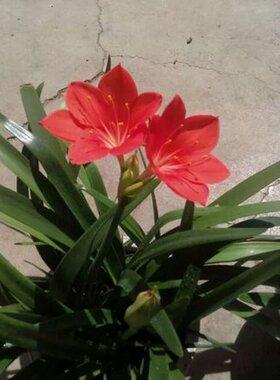 紫根兰 植物花卉石蒜科红花垂筒花球乔治百合