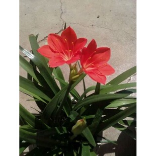 紫根兰 植物花卉石蒜科红花垂筒花球乔治百合