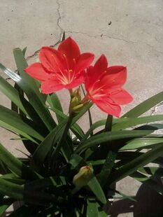 紫根兰 植物花卉石蒜科红花垂筒花球乔治百合