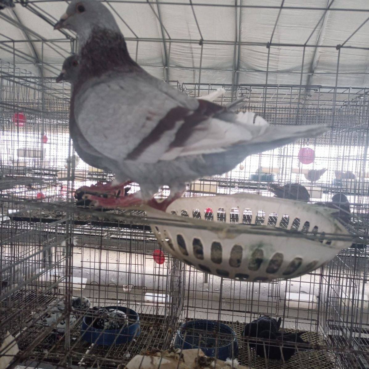 美国落地王鸽白羽王鸽纯白黑白银王鸽肉鸽大体