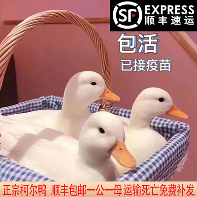 网红柯尔鸭活物宠物鸭子