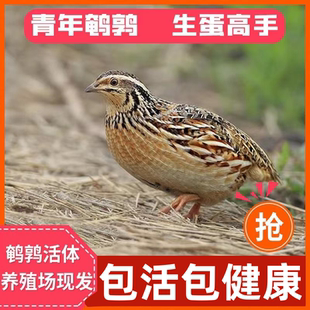 鹌鹑活苗可下蛋繁殖鹌鹑活鸟散养宠物鸡青年鹌鹑活物家养小鸡活体