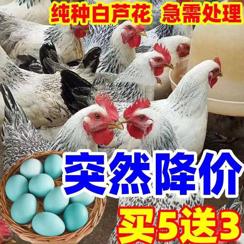 散养稻花鸡活体白芦花鸡